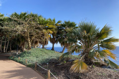 Palmetum, Tenerife 40
