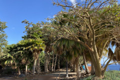 Palmetum, Tenerife 42