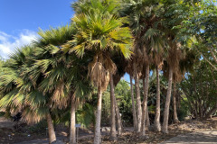 Palmetum, Tenerife 43