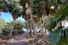 Palmetum, Tenerife 45