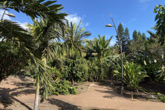 Palmetum, Tenerife 53