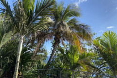 Palmetum, Tenerife 54