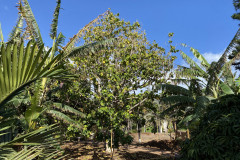 Palmetum, Tenerife 61