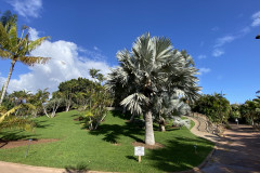 Palmetum, Tenerife 71