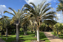 Palmetum, Tenerife 72