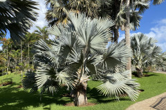 Palmetum, Tenerife 73