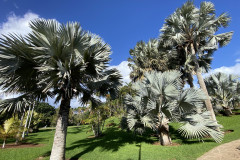 Palmetum, Tenerife 74