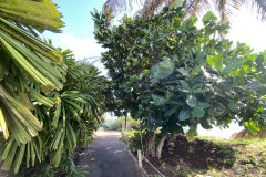 Palmetum, Tenerife 80