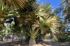 Palmetum, Tenerife 85