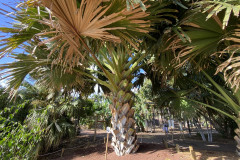 Palmetum, Tenerife 86