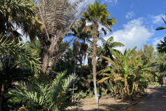 Palmetum, Tenerife 89