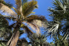 Palmetum, Tenerife 96