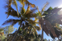 Palmetum, Tenerife 98