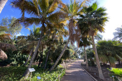 Palmetum, Tenerife 99