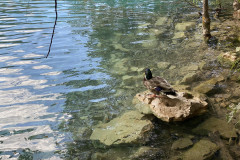 Parcul Național Lacurile Plitvice, Croatia 430