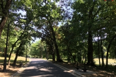 Parcul Nicoale Romanescu, Craiova 145