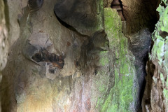 Peștera Bătrânului 26