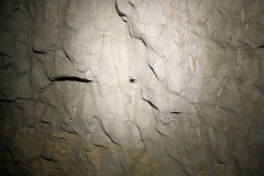 Peștera Moanei 33