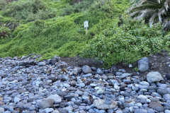 Playa de Castro, Tenerife 13