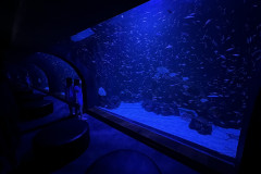 Poema del Mar Aquarium, Gran Canaria 114