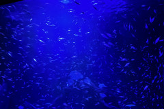 Poema del Mar Aquarium, Gran Canaria 115