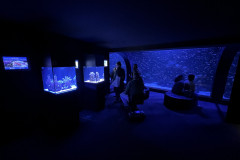 Poema del Mar Aquarium, Gran Canaria 119