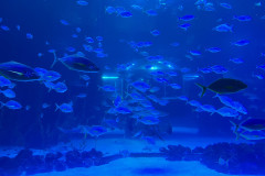 Poema del Mar Aquarium, Gran Canaria 122