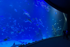 Poema del Mar Aquarium, Gran Canaria 123