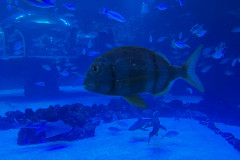 Poema del Mar Aquarium, Gran Canaria 125