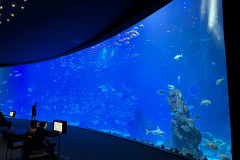 Poema del Mar Aquarium, Gran Canaria 133