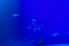 Poema del Mar Aquarium, Gran Canaria 142