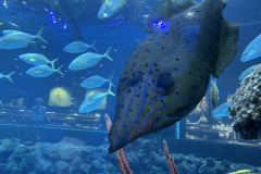 Poema del Mar Aquarium, Gran Canaria 149