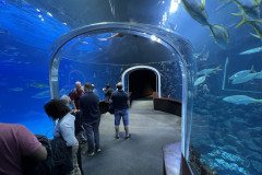 Poema del Mar Aquarium, Gran Canaria 150