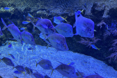 Poema del Mar Aquarium, Gran Canaria 162