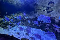 Poema del Mar Aquarium, Gran Canaria 163