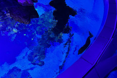 Poema del Mar Aquarium, Gran Canaria 168