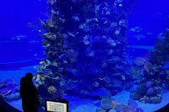 Poema del Mar Aquarium, Gran Canaria 171