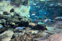 Poema del Mar Aquarium, Gran Canaria 43