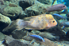 Poema del Mar Aquarium, Gran Canaria 44