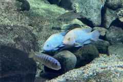 Poema del Mar Aquarium, Gran Canaria 45