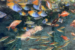 Poema del Mar Aquarium, Gran Canaria 47