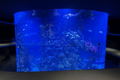 Poema del Mar Aquarium, Gran Canaria 51