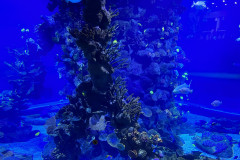 Poema del Mar Aquarium, Gran Canaria 52