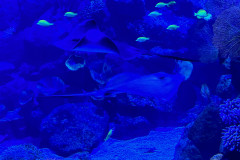 Poema del Mar Aquarium, Gran Canaria 55
