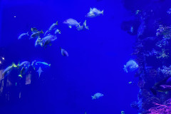 Poema del Mar Aquarium, Gran Canaria 57