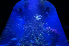 Poema del Mar Aquarium, Gran Canaria 58