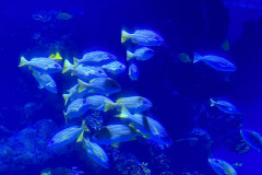 Poema del Mar Aquarium, Gran Canaria 59