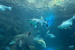 Poema del Mar Aquarium, Gran Canaria 70