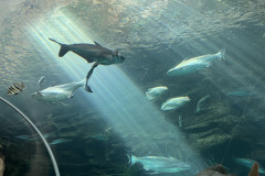 Poema del Mar Aquarium, Gran Canaria 71