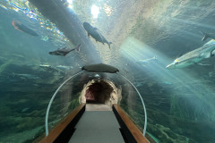 Poema del Mar Aquarium, Gran Canaria 73